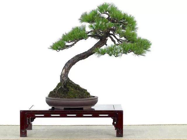 向你推荐人文墨客的人文树盆景！