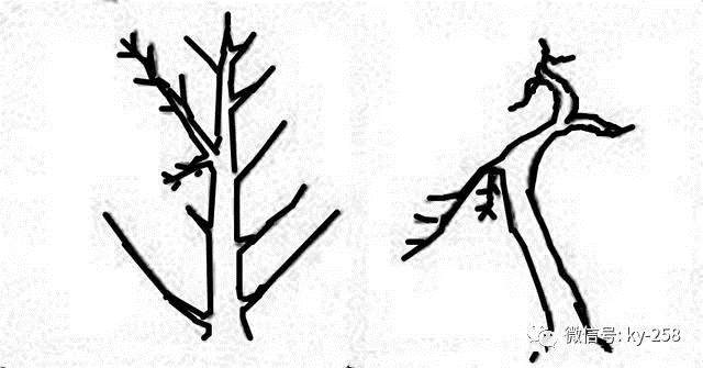 图解 适用盆景造型的几种形式