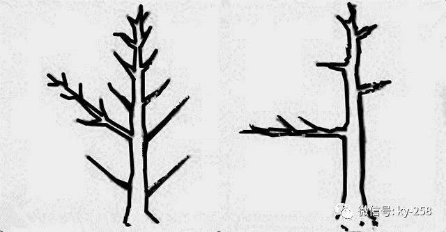 图解 适用盆景造型的几种形式