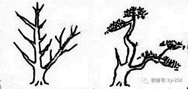 图解 适用盆景造型的几种形式