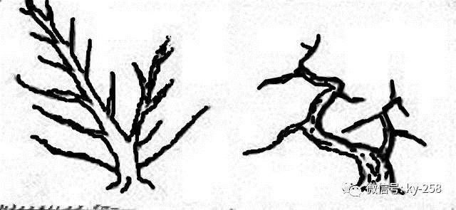 图解 适用盆景造型的几种形式