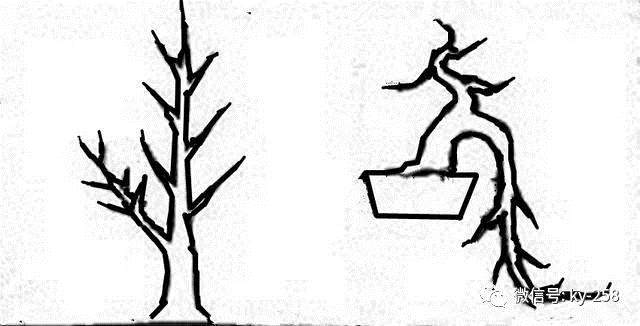 图解 适用盆景造型的几种形式