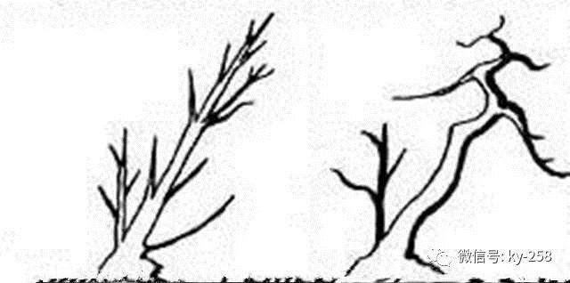 图解 适用盆景造型的几种形式