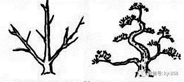 图解 适用盆景造型的几种形式