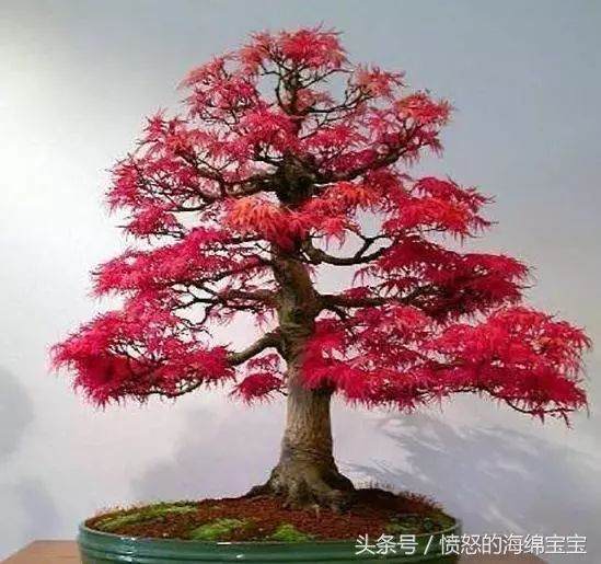 盆景知识：红枫树扦插种植方法