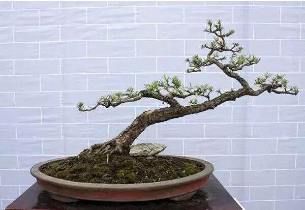 胡继安便置身于他的盆景园中修修剪剪