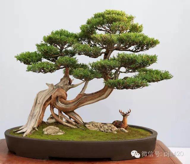 给盆景配上这摆设 美翻了!