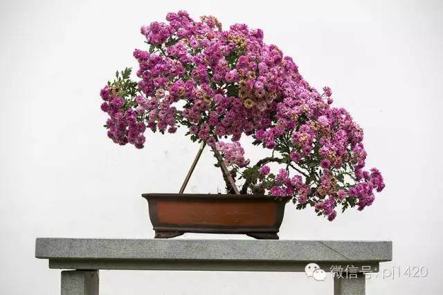 菊花盆景的制作培育方法