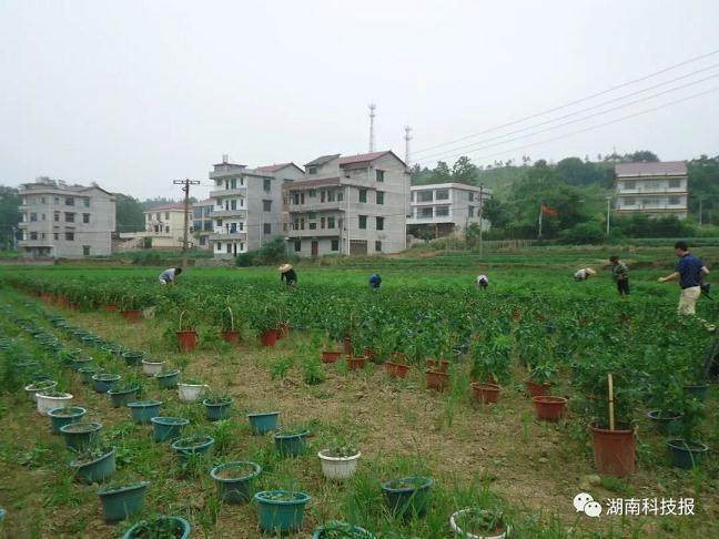 市场价格:一株辣椒盆景可卖15元