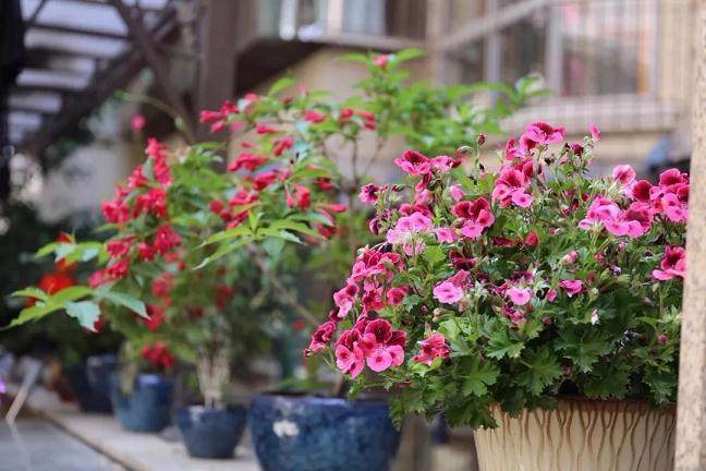 东山社区开展2018年最美盆景评选活动的通知