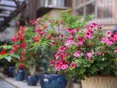 东山社区开展2018年最美盆景评选活动的通知