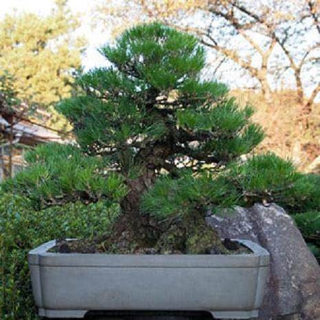 图解 日本大黑松盆景怎么蟠扎的6个方法