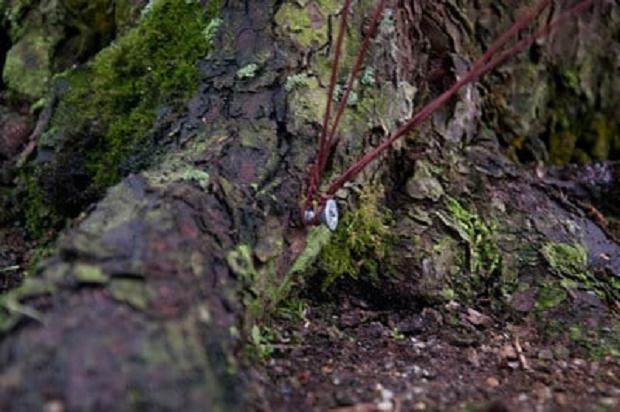 图解 日本大黑松盆景怎么蟠扎的6个方法