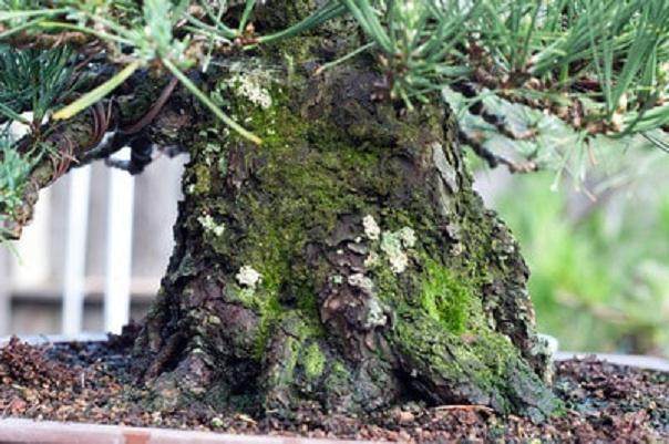 如何用肥皂水涂抹盆景苔藓