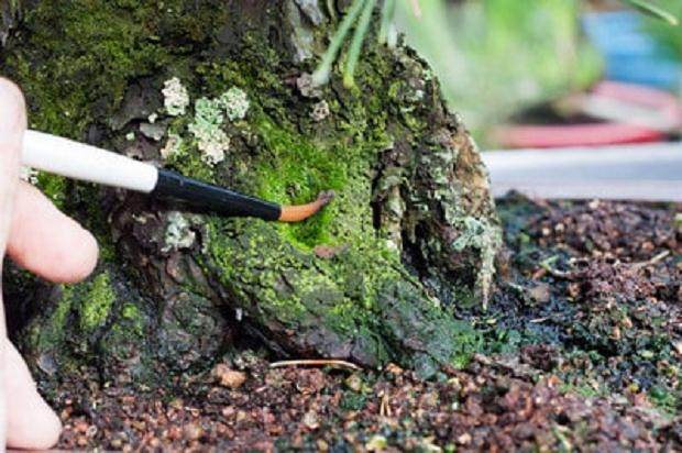 如何用肥皂水涂抹盆景苔藓