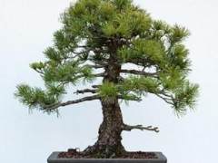 在参观完东湾盆景协会50周年纪念展览后