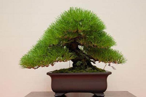 爱知县冈崎市举办第22届年度盆景展