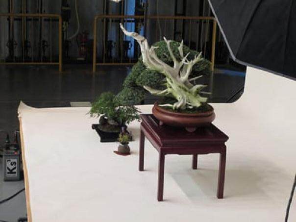 冈崎市Daiju-en家族的年度盆景展