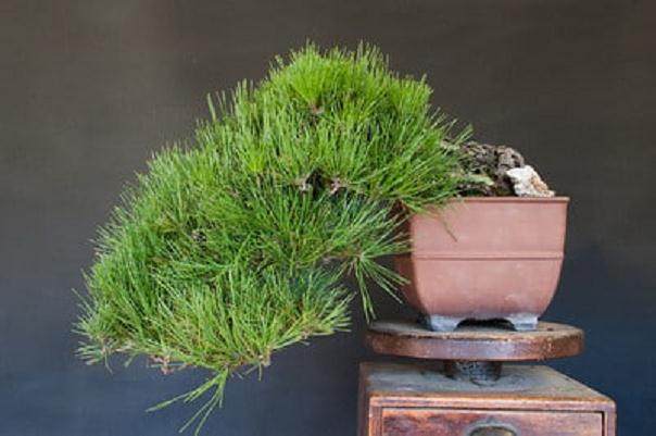 通过初冬的深秋是日本盆景的表演季