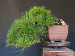 通过初冬的深秋是日本盆景的表演季