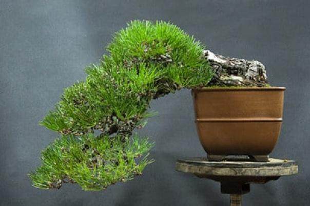 日本黑松盆景 - 表演准备完成