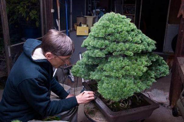 通过初冬的深秋是日本盆景的表演季