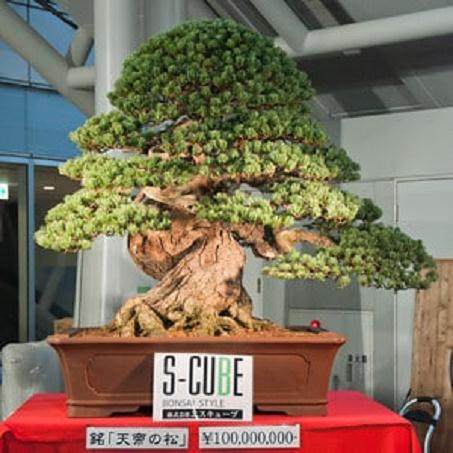 第十一届亚太盆景和苏塞基会议展