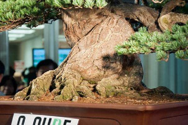 第十一届亚太盆景和苏塞基会议展