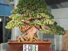 第十一届亚太盆景和苏塞基会议展