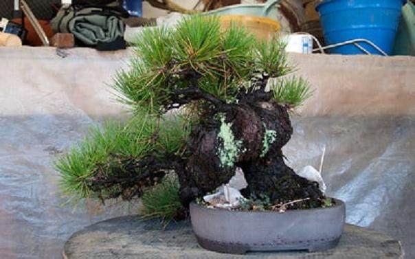 图解 如何采摘黑松盆景旧针的方法