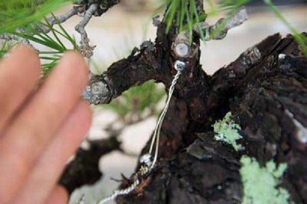 图解 如何采摘黑松盆景旧针的方法