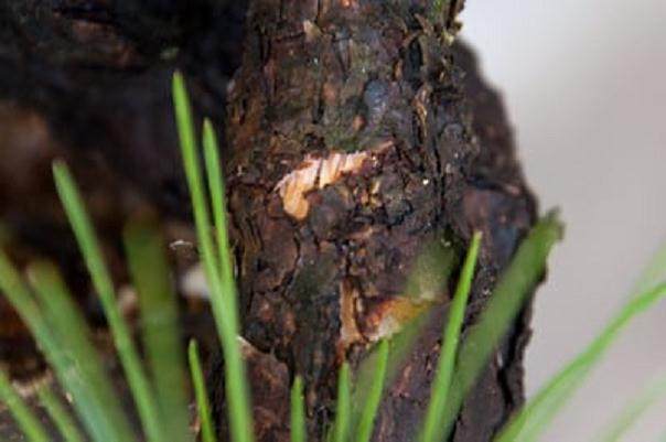 图解 如何采摘黑松盆景旧针的方法