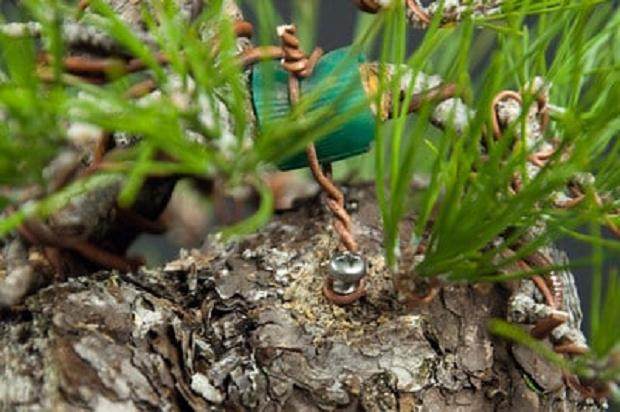 图解 如何采摘黑松盆景旧针的方法