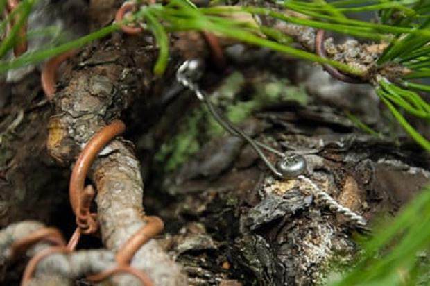 图解 如何采摘黑松盆景旧针的方法