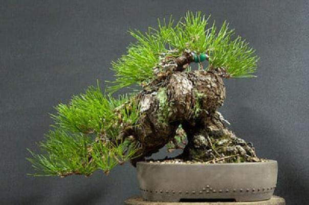 图解 如何采摘黑松盆景旧针的方法