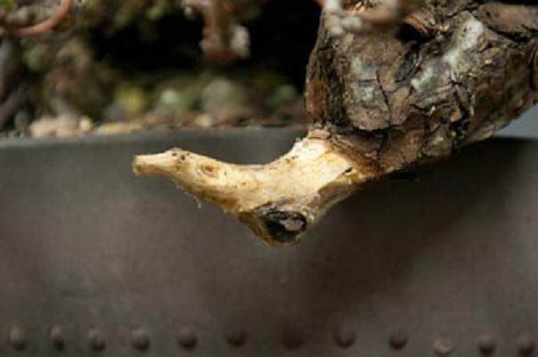 图解 如何采摘黑松盆景旧针的方法