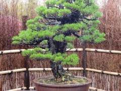 大宫盆景艺术博物馆和周边地区