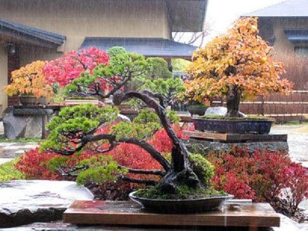 盆景颜色的混合