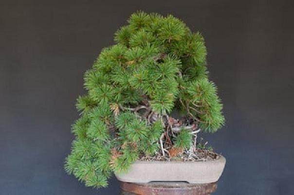 日本五针松盆景 