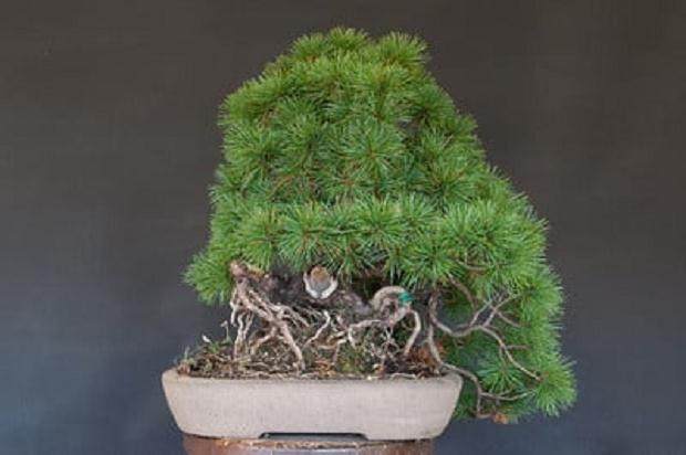 日本细针松盆景