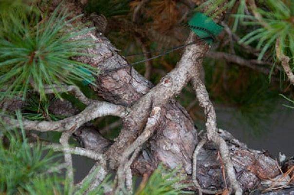 日本白松盆景怎么造型的过程