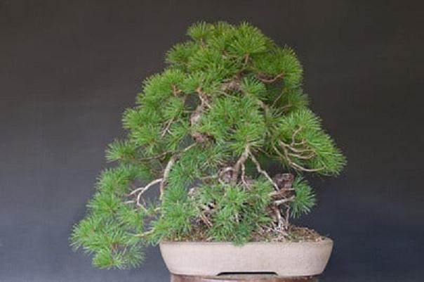 日本白松盆景怎么造型的过程