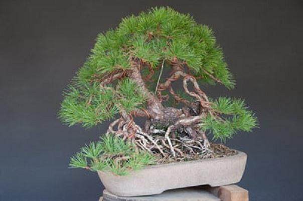 日本白松盆景怎么造型的过程