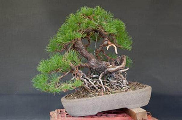 日本白松盆景怎么造型的过程