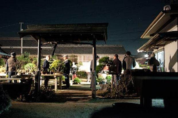每个月底 日本夜间都有盆景拍卖会