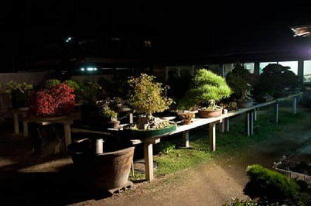 每个月底 日本夜间都有盆景拍卖会