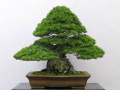 欣赏日本的大型盆景展