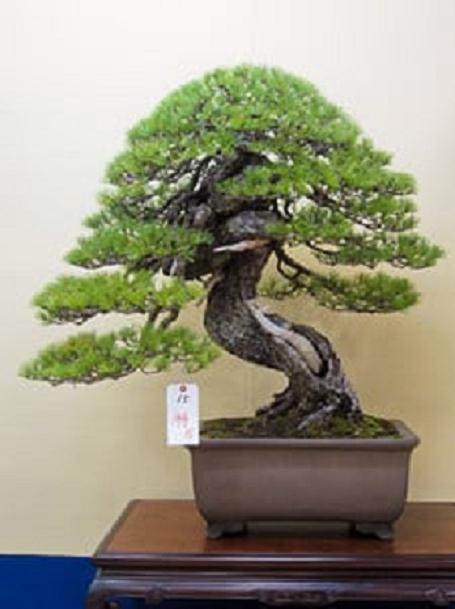 欣赏日本的大型盆景展