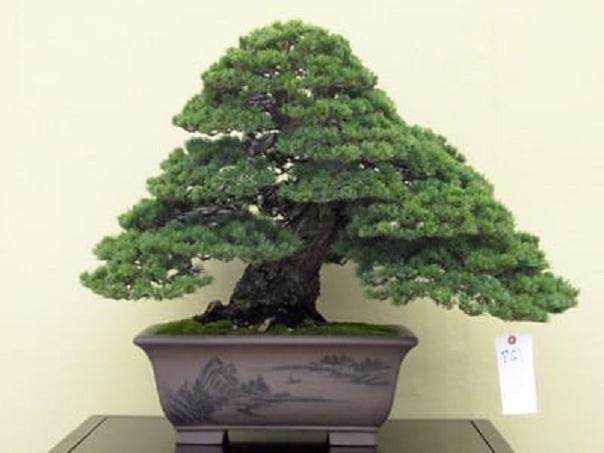 日本白松盆景 - 虽然这个盆子看起来很新，但它可能已经有100多年的历史了