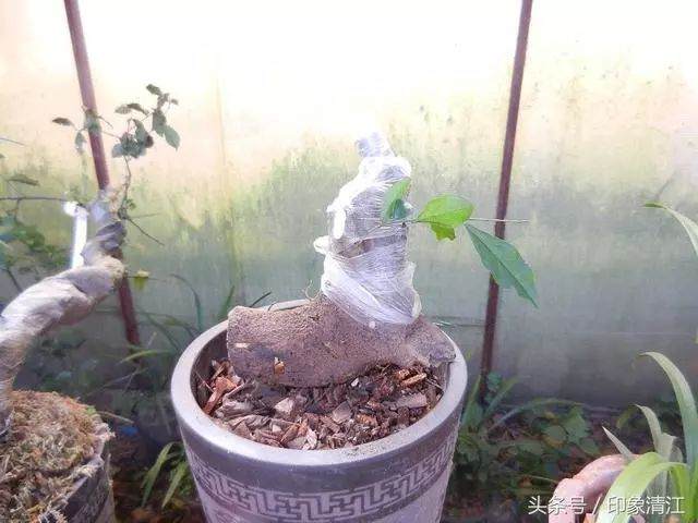 实用盆景技艺:下山桩套袋养殖